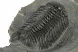 Morocops Trilobite With Excellent Eyes - Ofaten, Morocco #197139-5